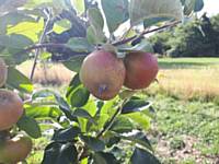 Apples growing in the Orchard - August 2018